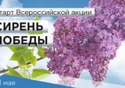 Сирень победы